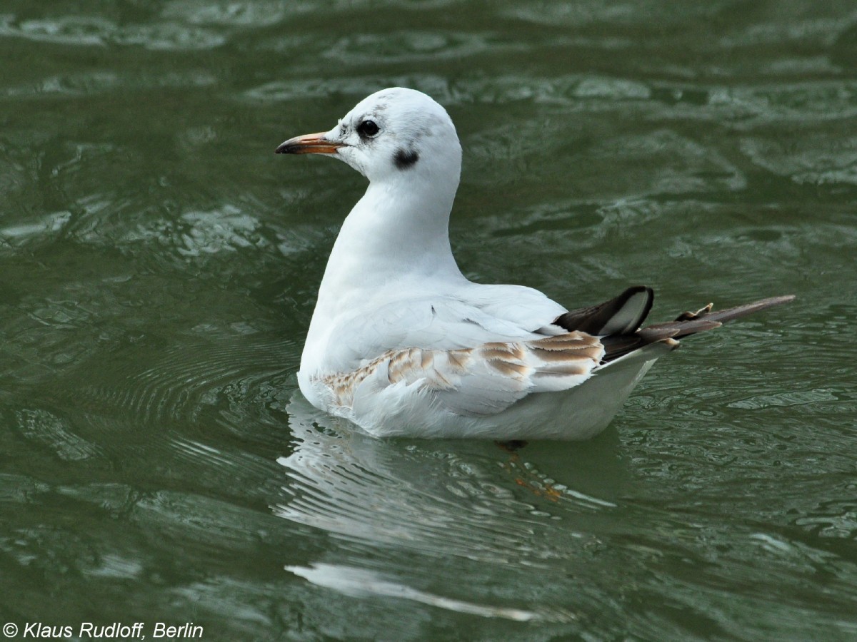 Lachmwe (Chroicocephalus ridibundus oder Larus ridibundus). Vogel im Ruhekleid im Tierpark Cottbus (April 2015).