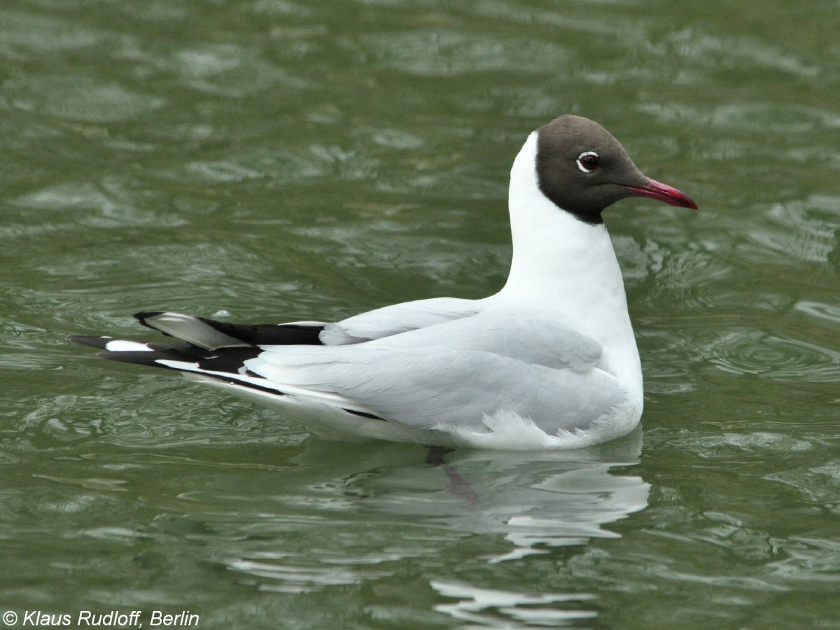 Lachmwe (Chroicocephalus ridibundus oder Larus ridibundus). Vogel im Brutkleid im Tierpark Cottbus (April 2015).