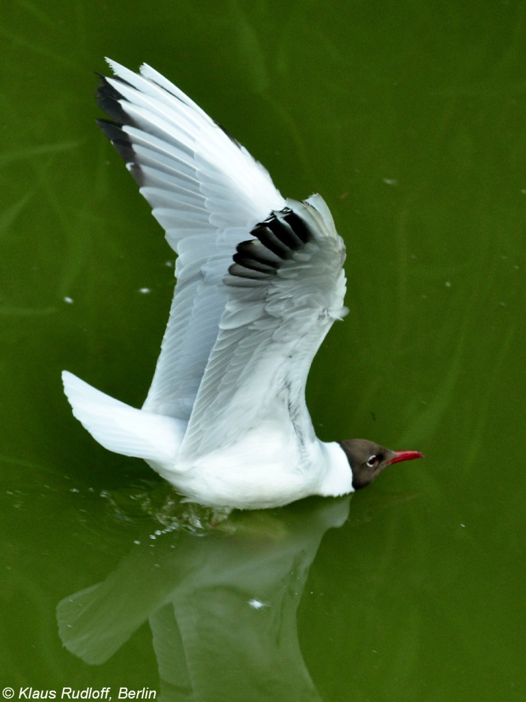 Lachmwe (Larus ridibundus). Freiflieger im Zoo Hluboka / Tschechien.