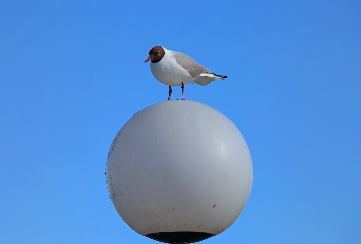 Lachmwe mit Ostseeblick. - 17.04.2015