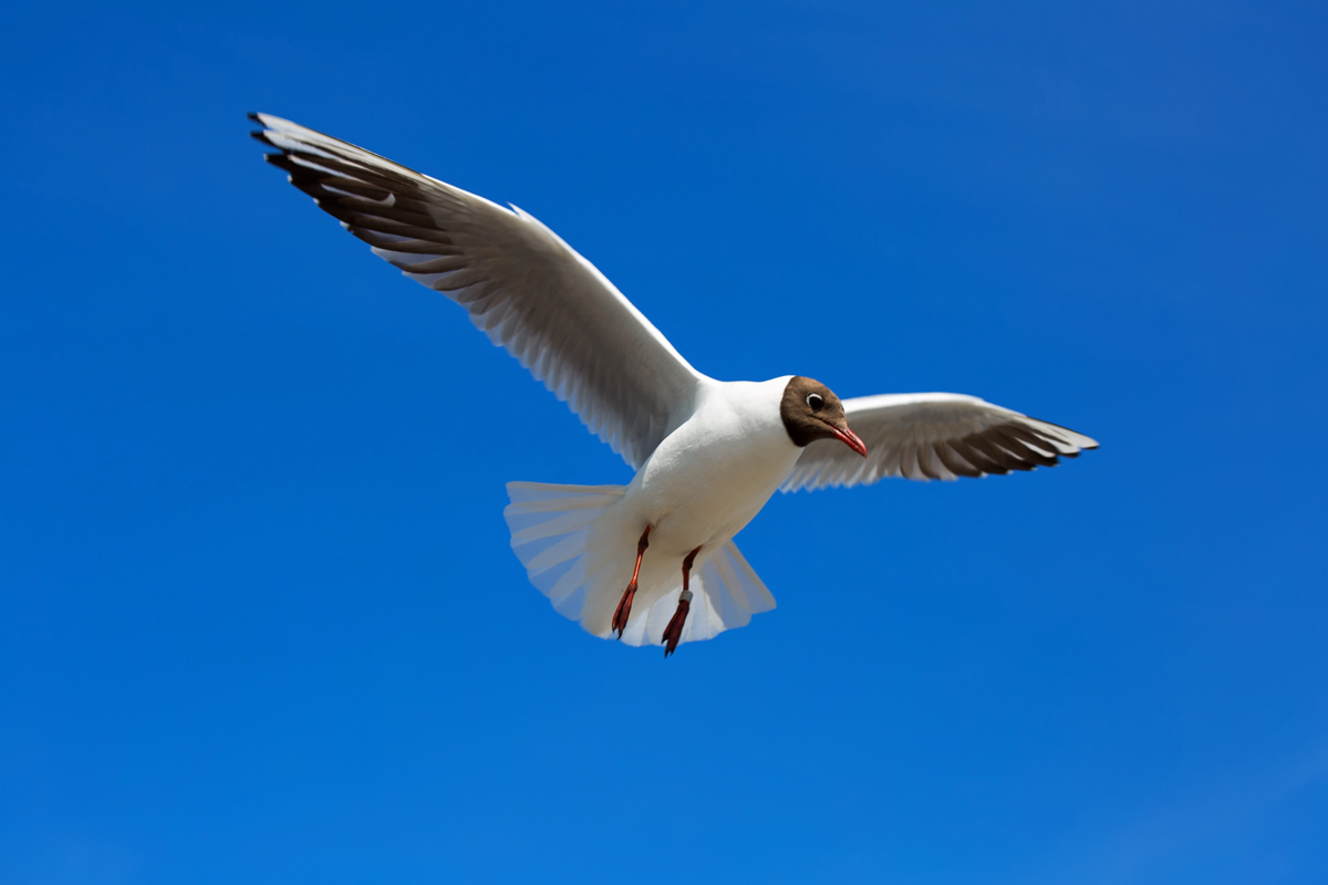 Lachmwe im Rttelflug an der Ostsee. - 28.06.2014