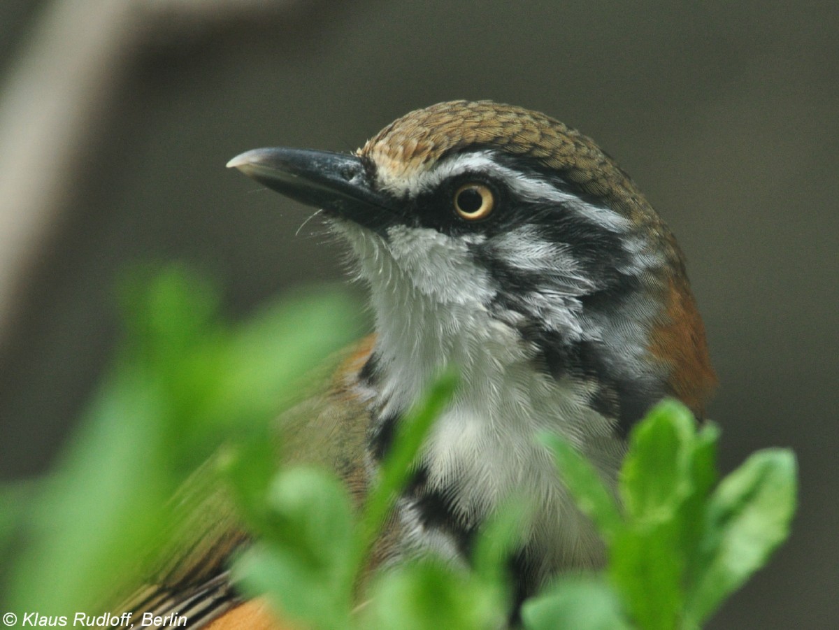 Ltzchenhherling (Garrulax monileger) im Tierpark Berlin