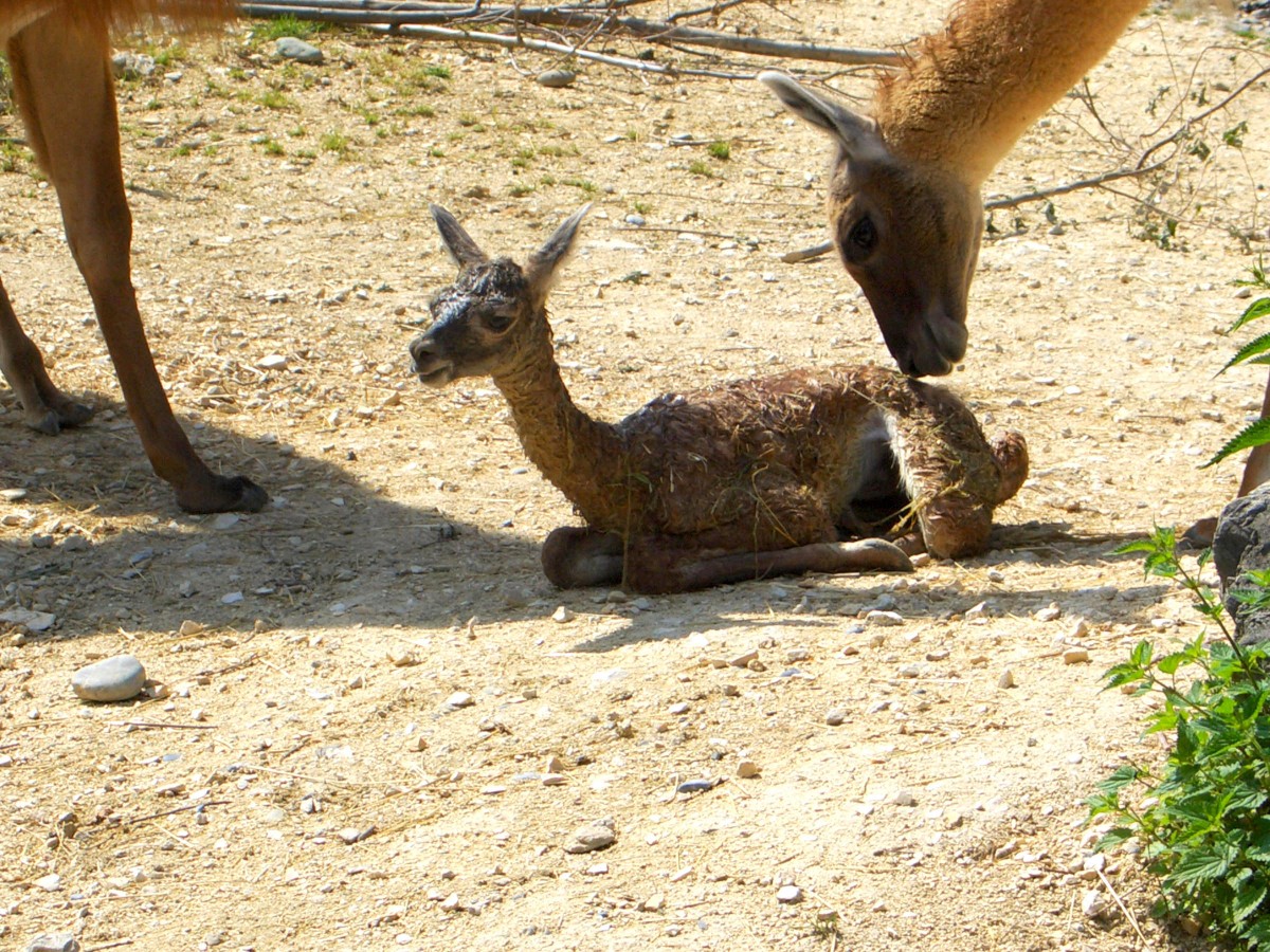 Lama Baby kurz nach der Geburt. Zoo Zrich, Schweiz - 31.05.2007