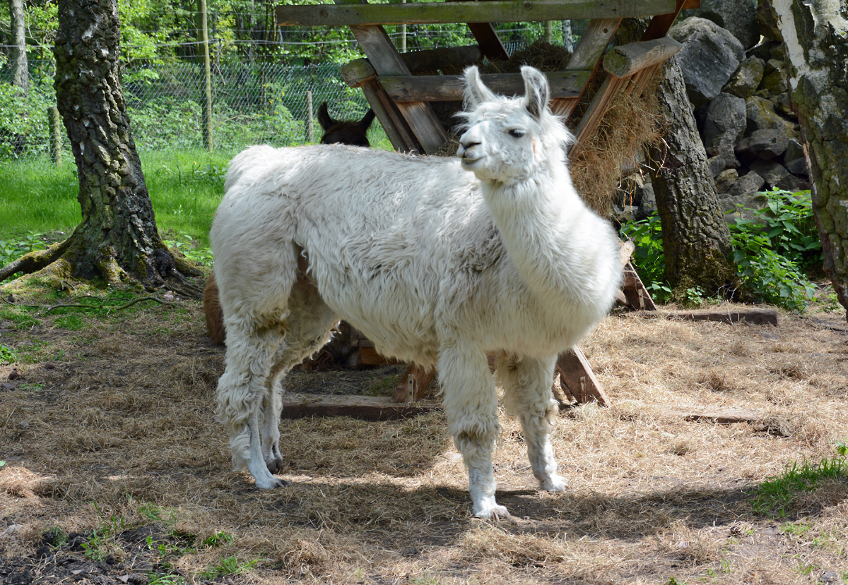 Lama im Hochwildpark Rheinland - 10.05.2015