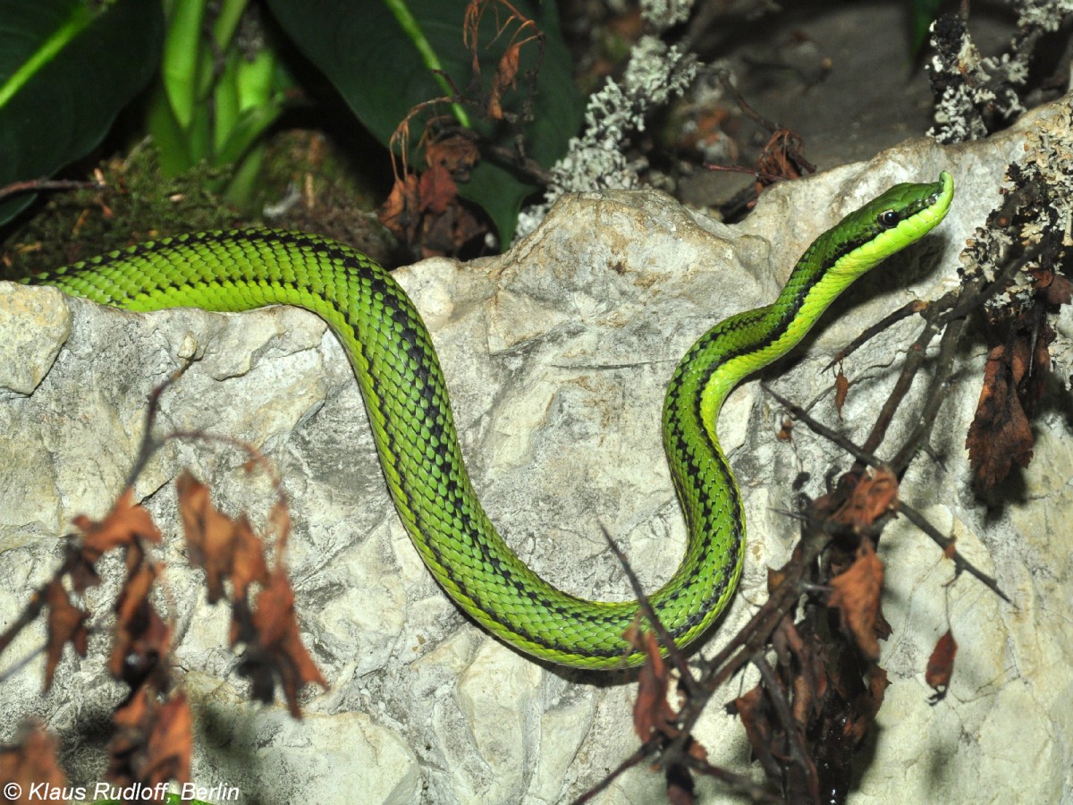 Langnasen-Strauchnatter (Philodryas baroni) im Zoo und Botanischen Garten Pilsen (Plzen, Juni 2015).