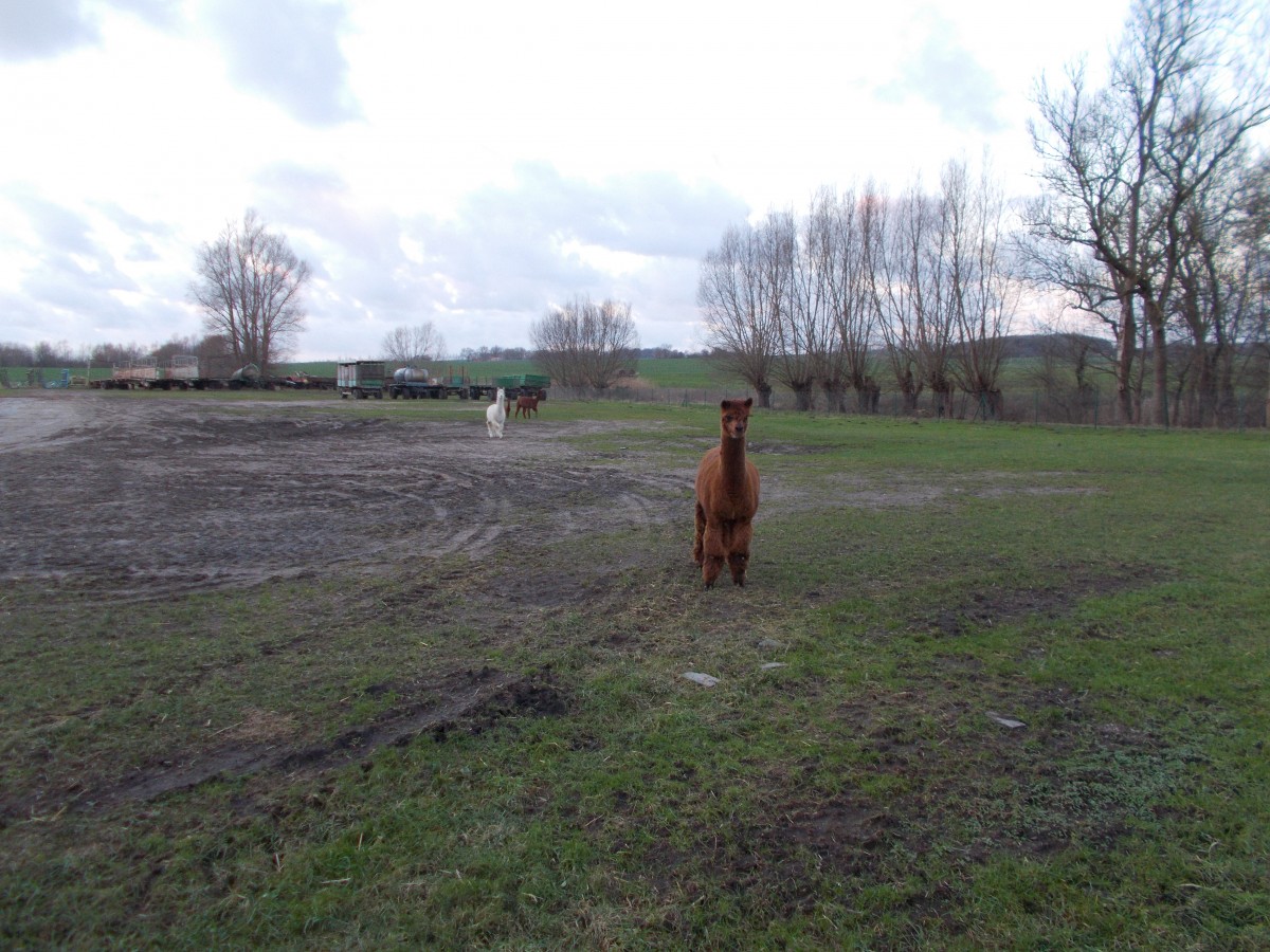 Langsam nhrten sich diese Alpakas mir,am 04.Januar 2015,in Poseritz/Rgen.