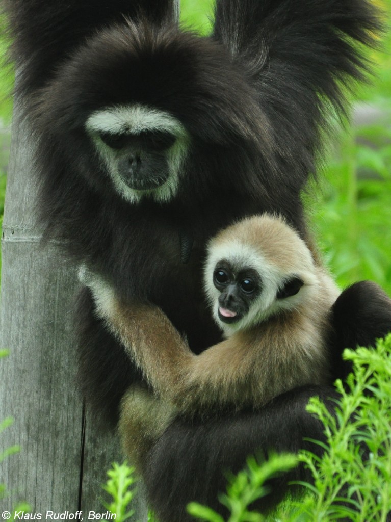 Lar oder Weihandgibbon (Hylobatrs lar). Weibchen mit Jungtier im Tierpark Berlin (Juli 2015).