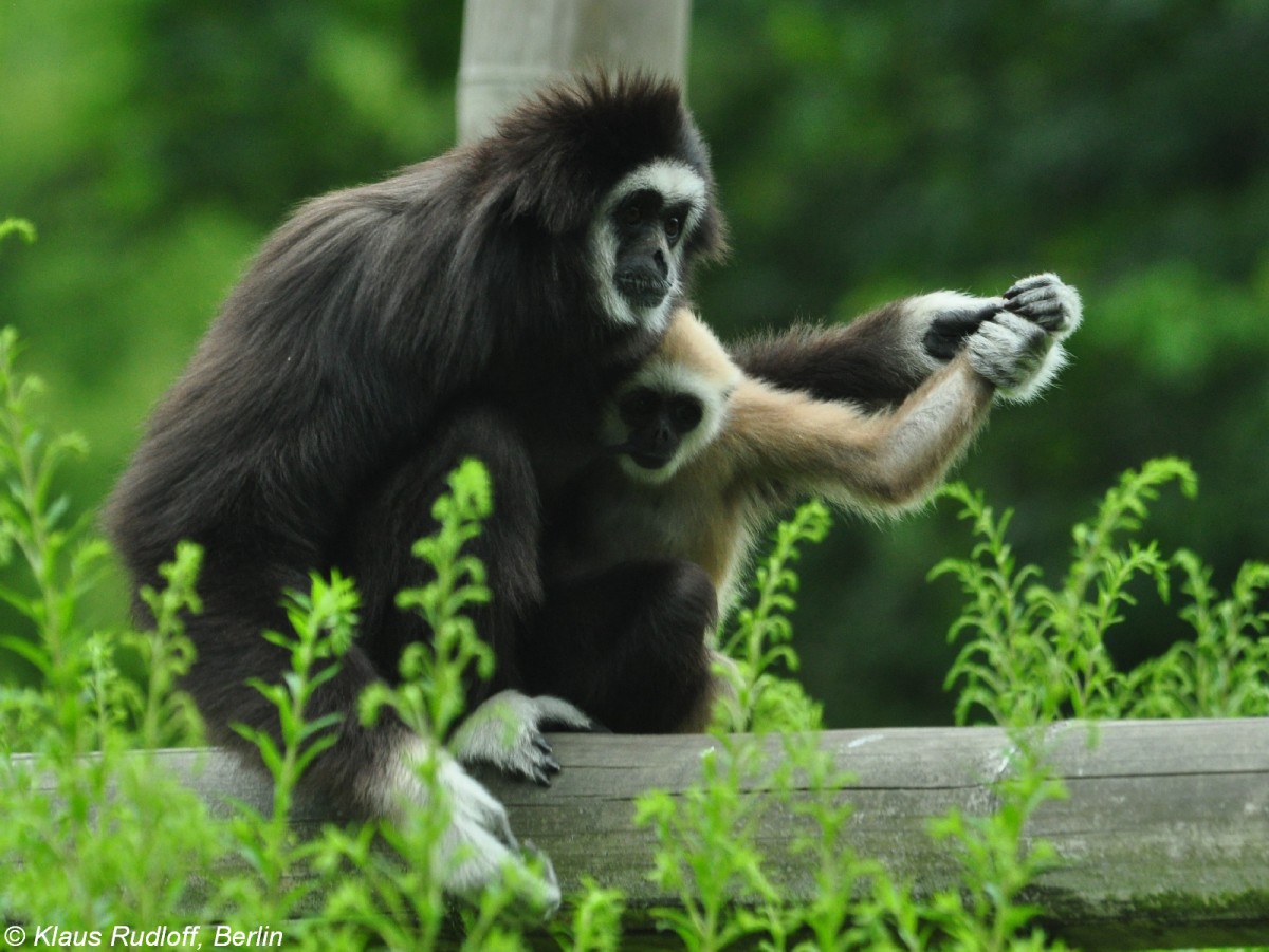 Lar oder Weihandgibbon (Hylobatrs lar). Weibchen mit Jungtier im Tierpark Berlin (Juli 2015).