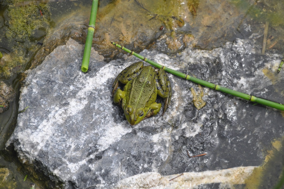 Laubfrosch in einem knstlich angelegten Teich im Kreislehrgarten im Ortsteil Burgsteinfurt (STEINFURT, Kreis Steinfurt/Deutschland, 28.06.2015)