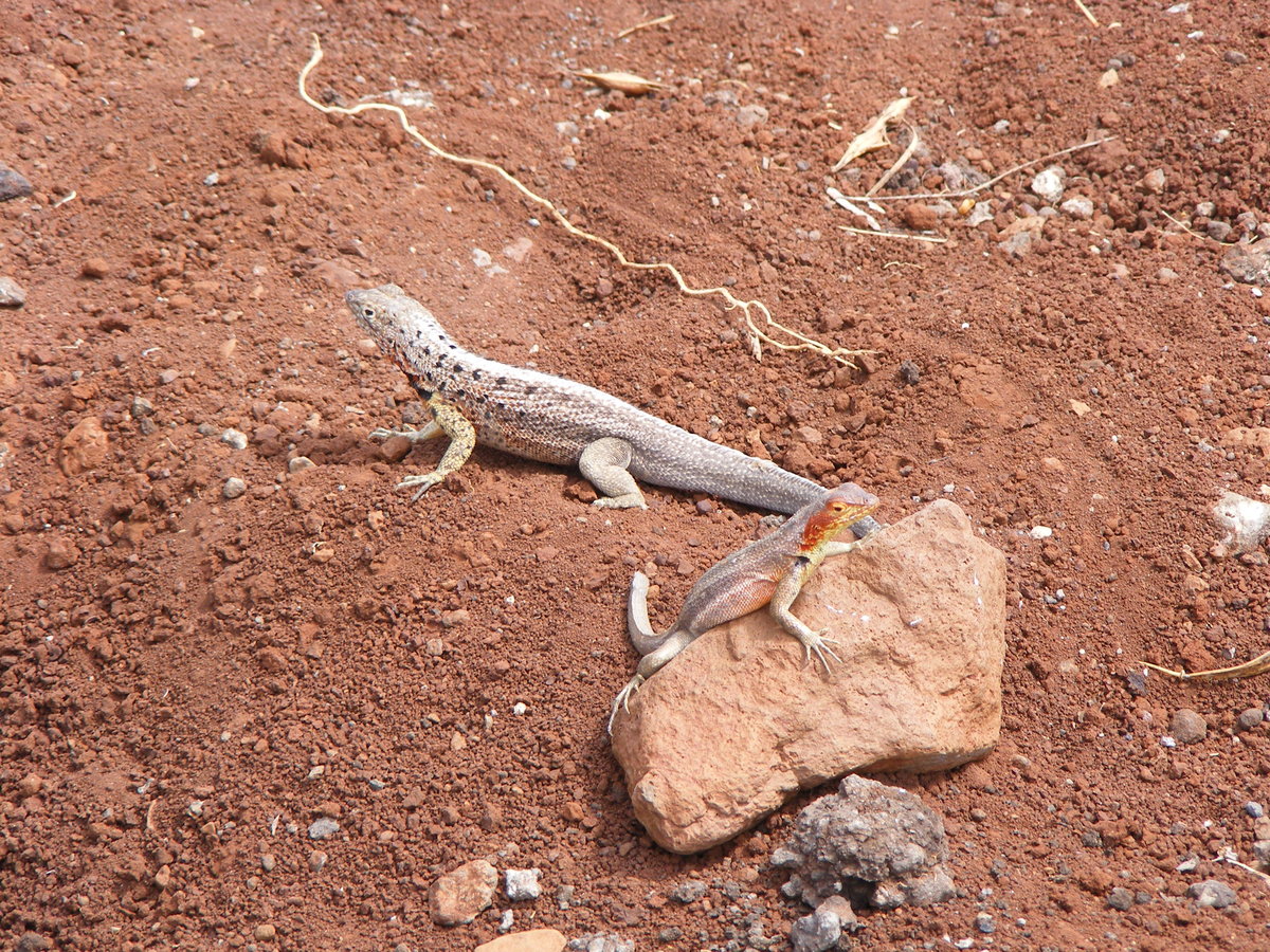 Lavaechsen bzw. Keilschwanzleguane ( Microlophus albemarlensis ) auf der Insel Baltra - Galapagos im Mrz 2014