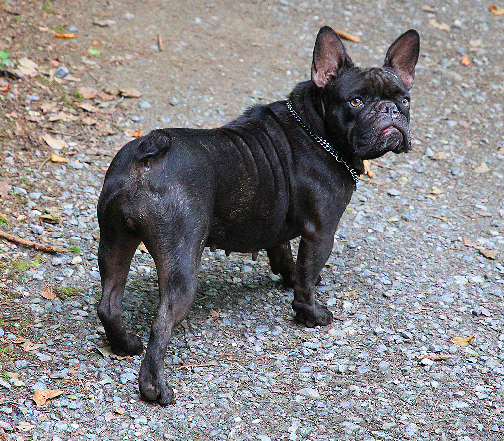 Lea, unsere französische Bulldogge, geb. Mai 2010, während der Wanderung am 25. August 2014, 15:34