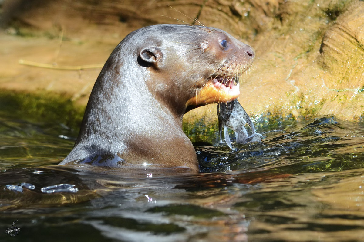 Lecker Fisch fr den Riesenotter. (Zoo Duisburg, Juli 2013)