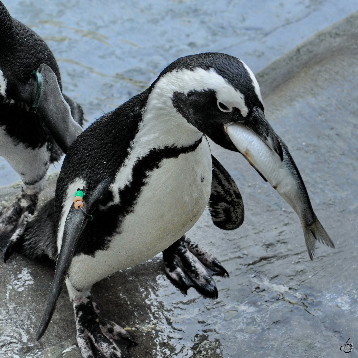 Lecker Fisch gabs fr den hungrigen Pinguin, so gesehen Mitte Dezember 2010.