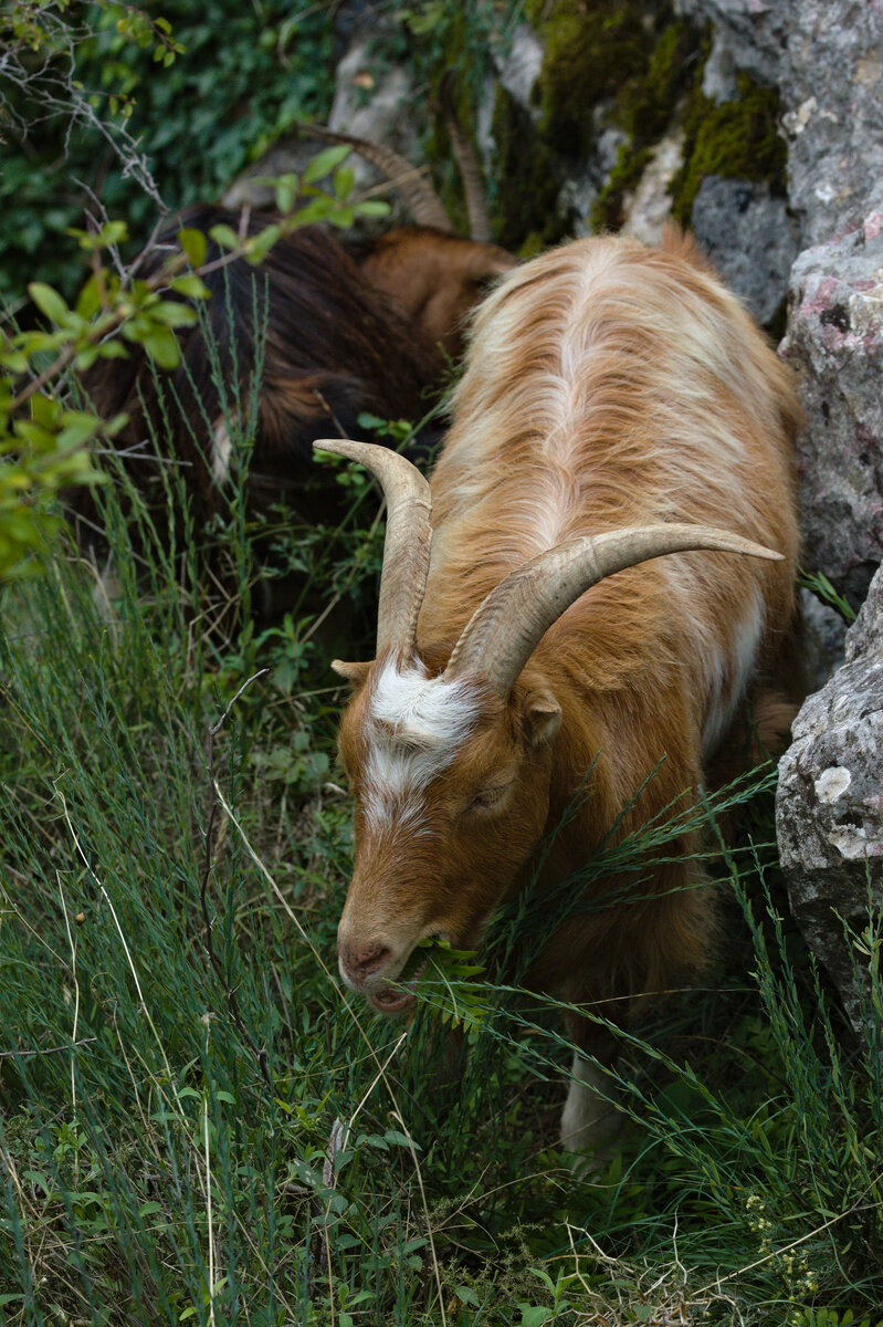 Lecker Grnzeug...
Grasende Ziege bei Kotor in Montenegro am 28.09.2022. 