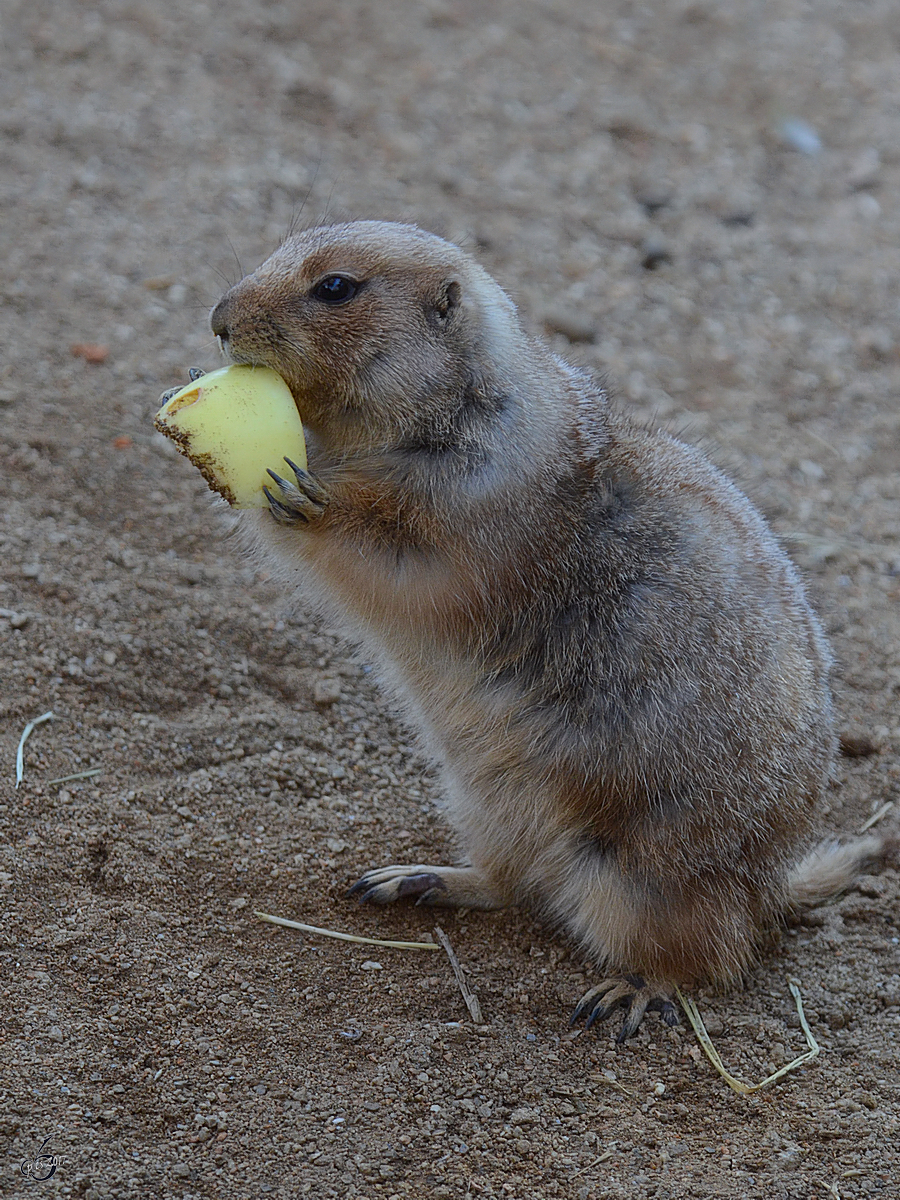 Lecker Obst fr den Schwarzschwanzprriehund im Zoo Barcelona (Dezember 2011)
