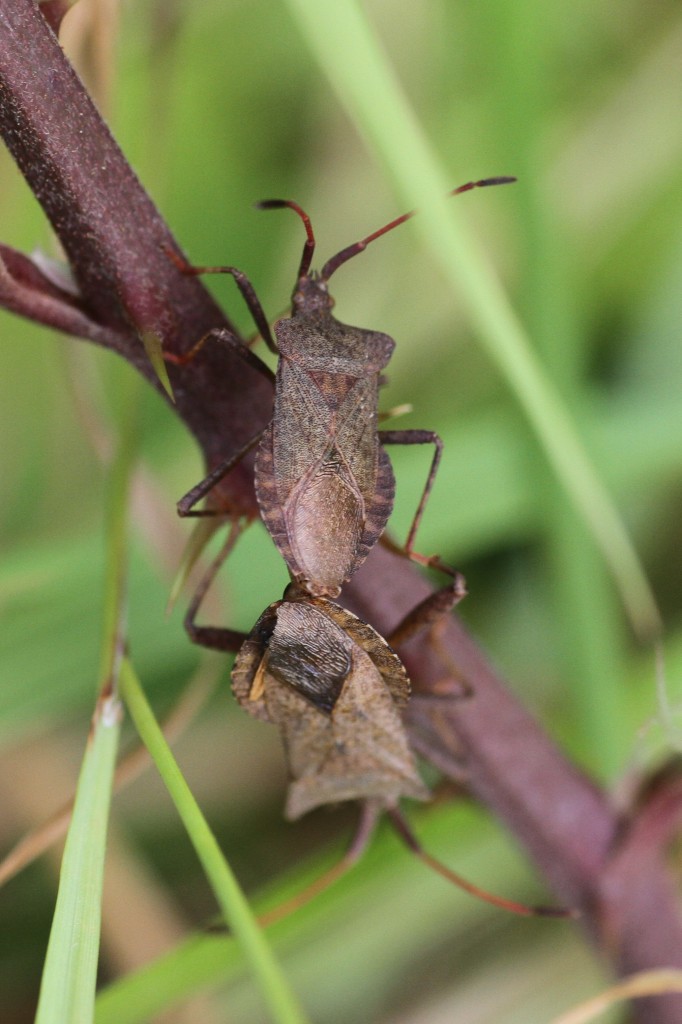 Lederwanze (Coreus marginatus) bei der Paarung, Schloss Ortenberg 5.7.2010.