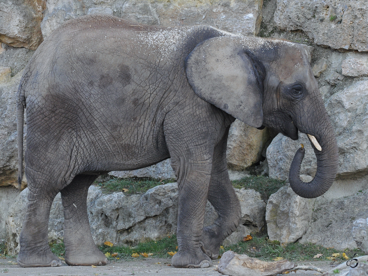 Leichte Kost fr den Afrikanischen Elefanten. (Tiergarten Schnbrunn Wien, November 2010)