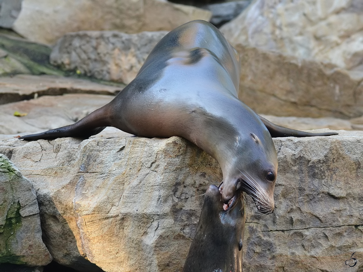 Leichte Streitereien zwischen den Seelwen. (Zoo Duisburg, Oktober 2011)