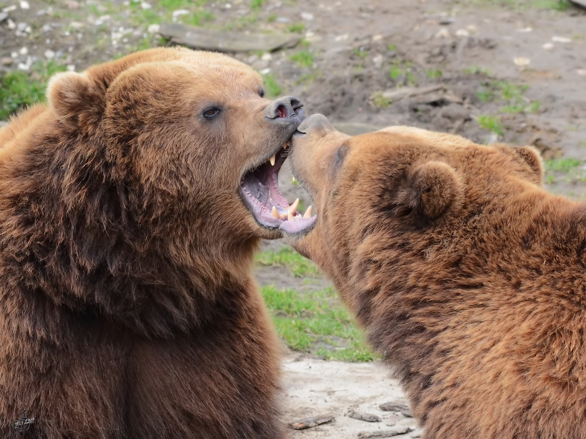 Leichte Unstimmigkeiten bei den Kamschatka-Bären. (Zoom Gelsenkirchen, Februar 2011)