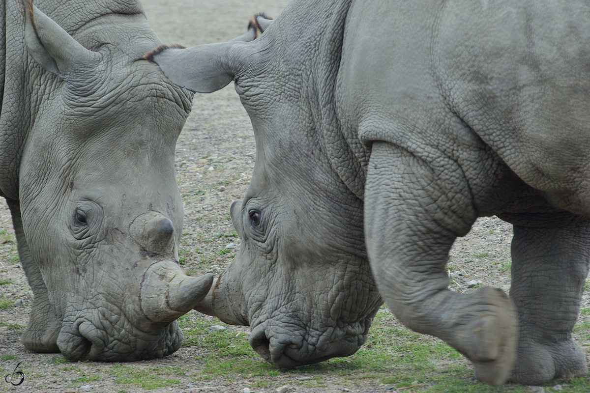 Leichte Unstimmigkeiten bei den Rhino´s im Zoom Gelsenkirchen. (September 2008)