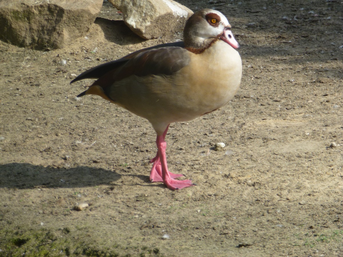 Leider wei ich nicht was das fr ein Vogel/Ente ist