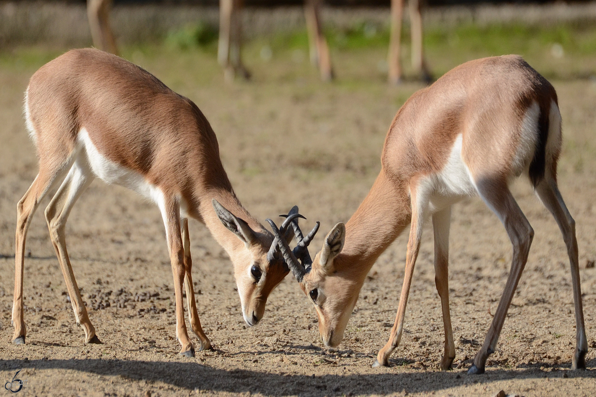  Let's get ready to rumble  denzen sich die Sahara-Dorkasgazellen. (Zoo Barcelona, Dezember 2011)