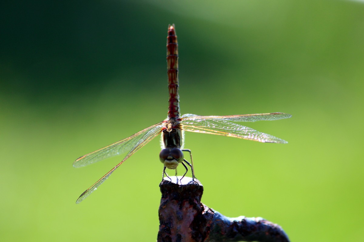 Libelle am 03.08.2013.