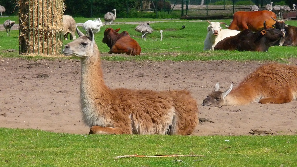 Liegendes Guanako im Serengetipark, dahinter Zebus und Nandus, 9.9.15