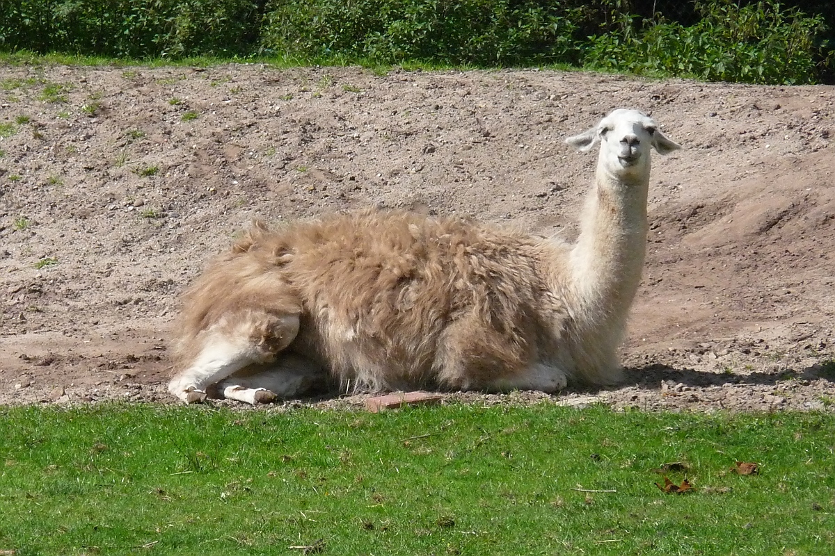 Liegendes Lama im Serengetipark, 9.9.15 