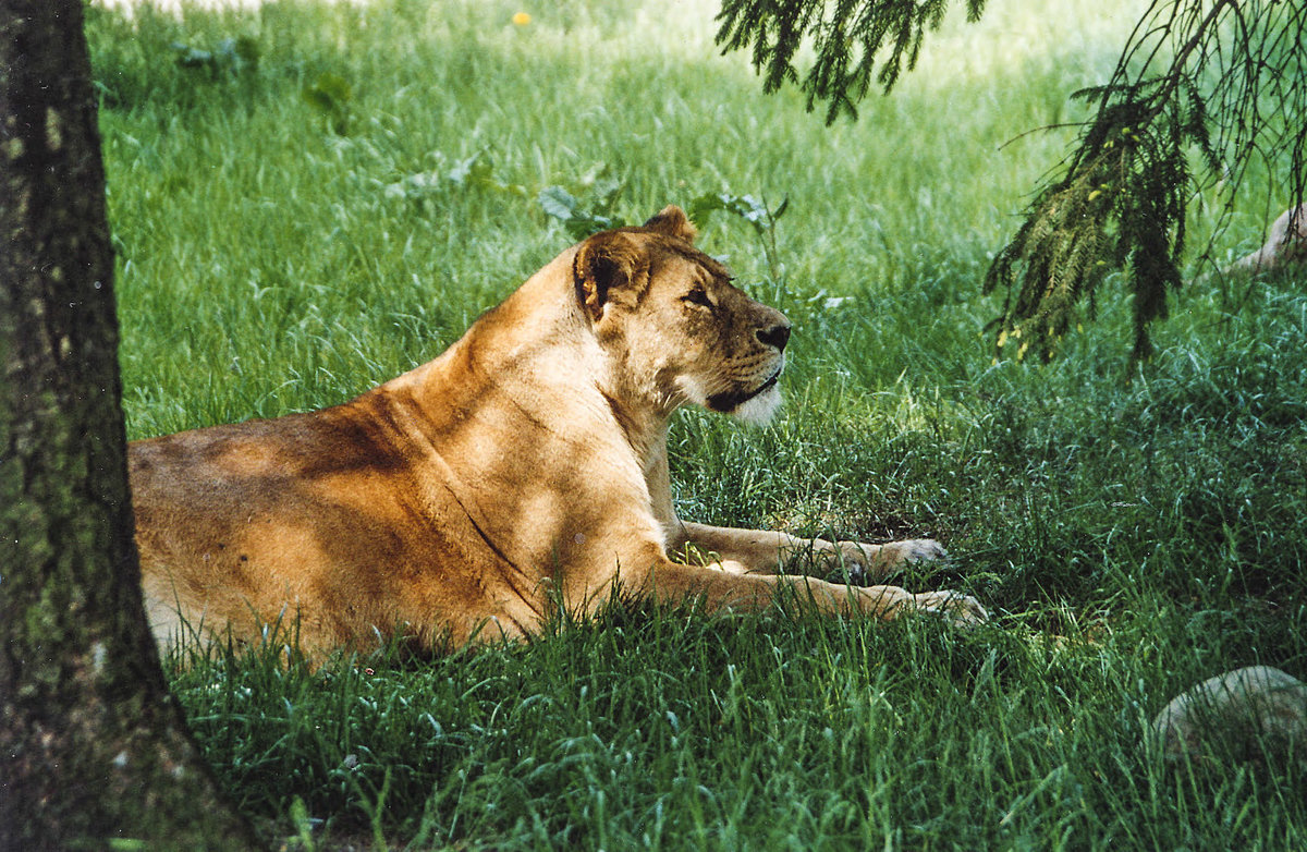Lwe in Givskud Zoo in Dnemark. Aufnahme: 30. Mai 2004.