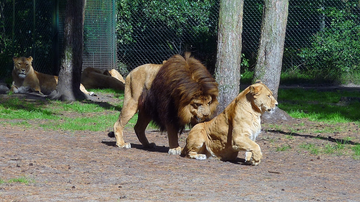 Lwe kommt Lwin sehr nahe im Serengetipark, 9.9.15

Was wohl als nchstes geschieht?