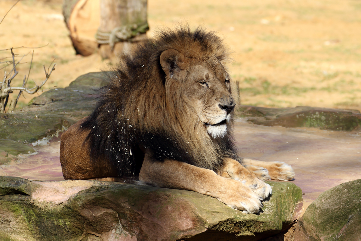 Lwe in der ZOOM Erlebniswelt Gelsenkirchen 8.3.2015