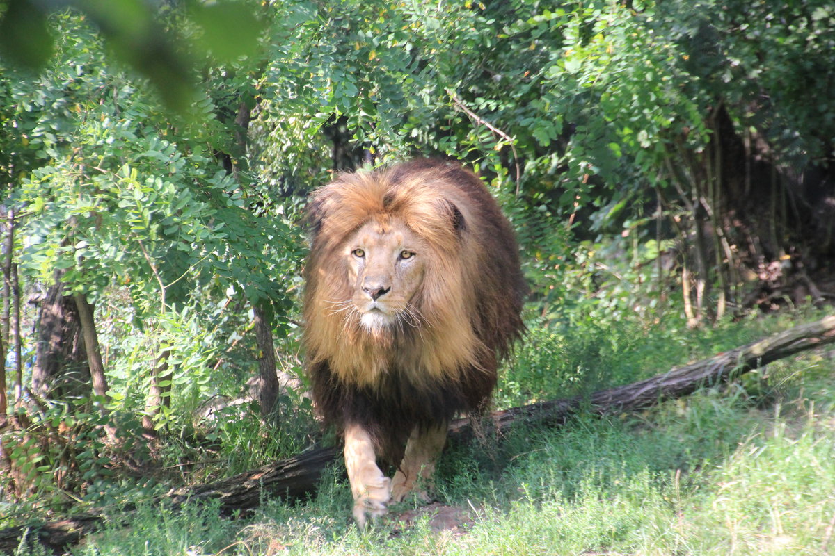 Lwenmnnchen auf Patrouillengang durch sein Revier bzw. Gehege am 23.07.2015 im Zoo in Wroclaw (Breslau). 