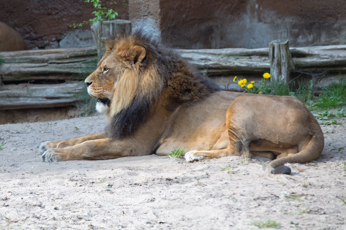 Lwenmnnchen im Tierpark Ueckermnde. - 20.04.2014