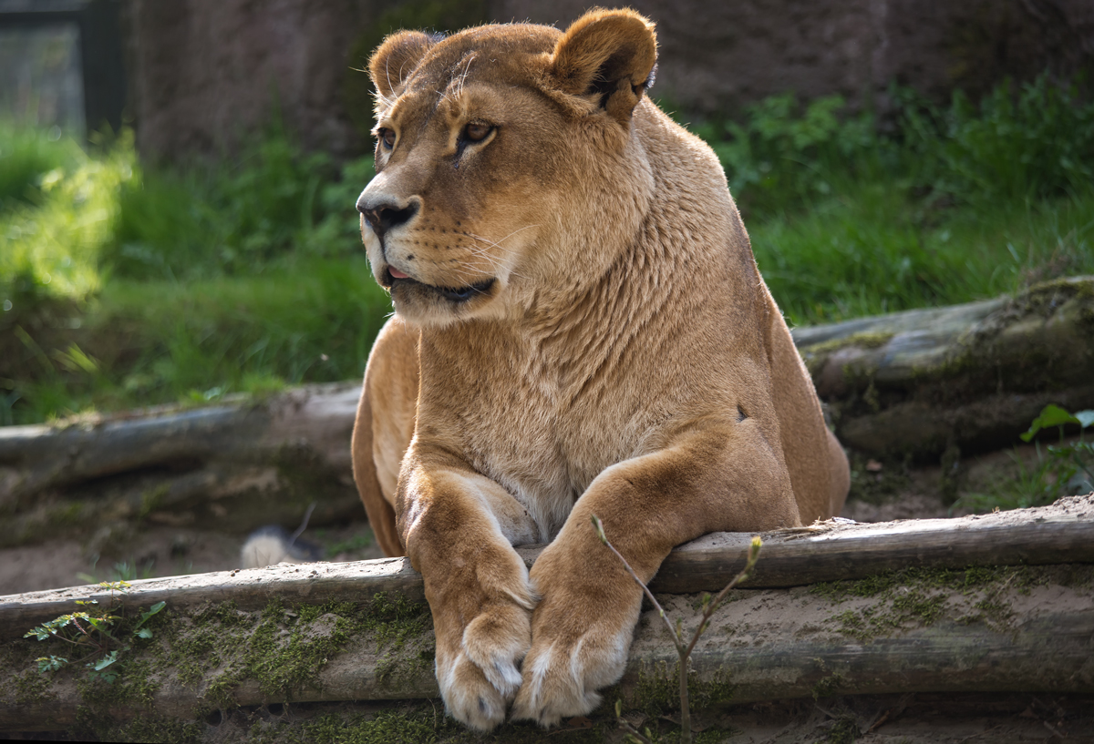 Lwenweibchen im Tierpark Ueckermnde. - 20.04.2014