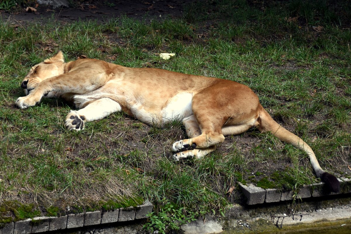 Löwin beim Mittagsschlaf im Allwetterzoo (MÜNSTER/Deutschland, 25.08.2020)