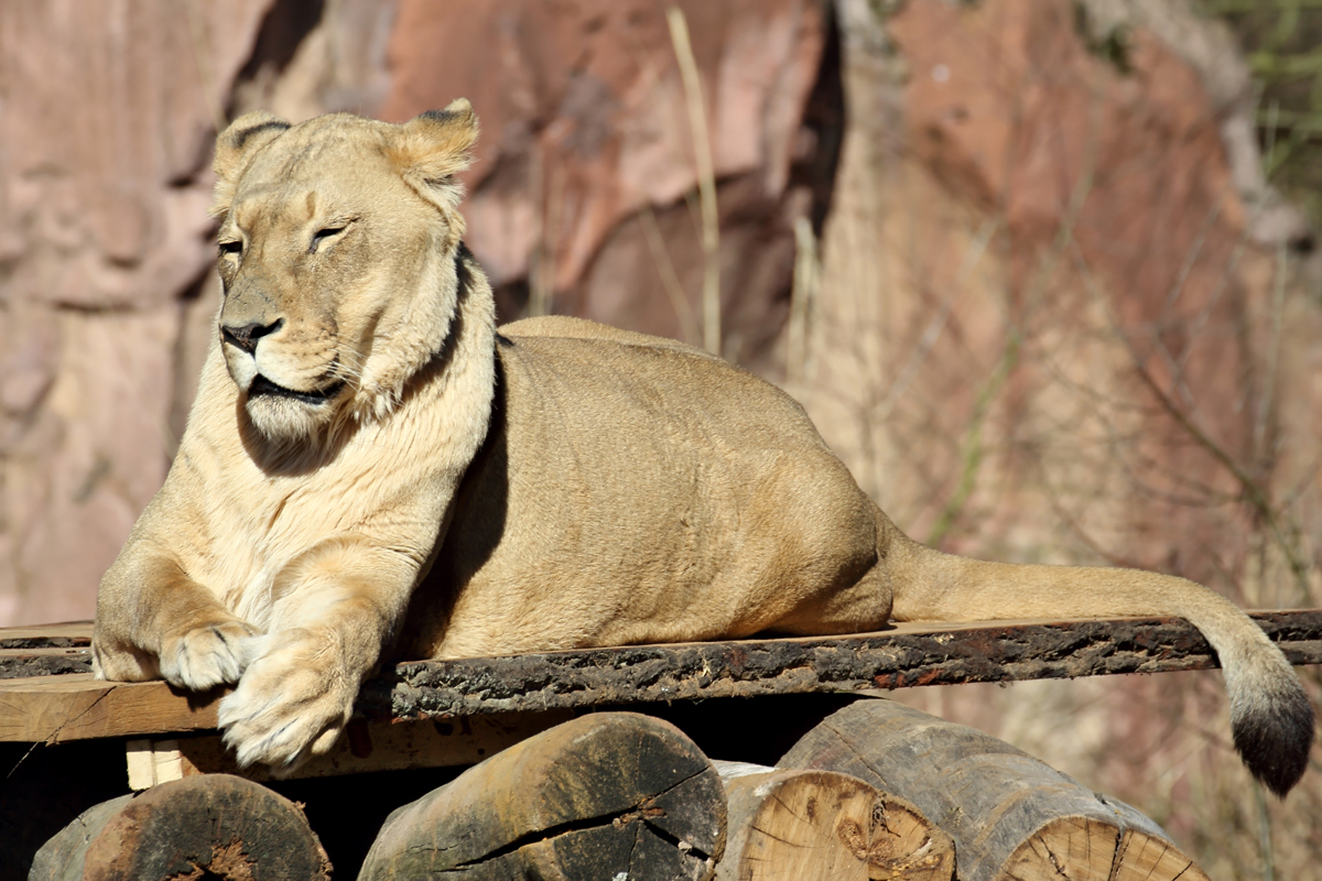 Lwin in der ZOOM Erlebniswelt Gelsenkirchen 8.3.2015