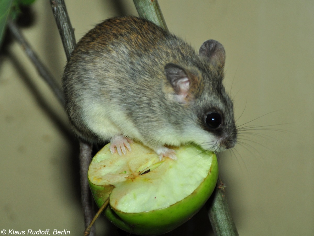 Lorings Akazienratte (Tallomys loringi) im Zoo und Botanischen Garten Pilsen (Plzen, Juni 2015). 