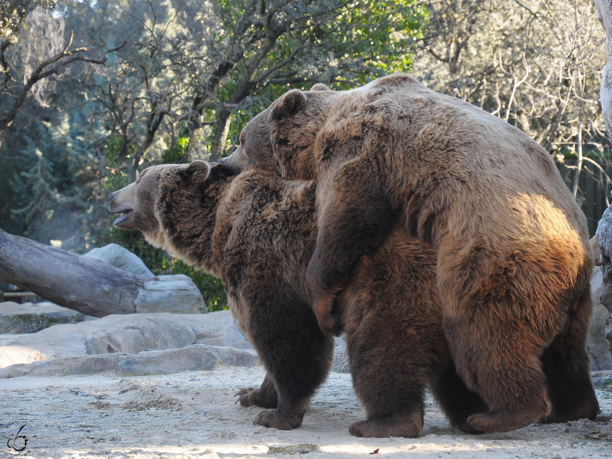 Love is in the air... zwei Bären beim Liebesspiel.  (Zoo Madrid, Dezember 2010)