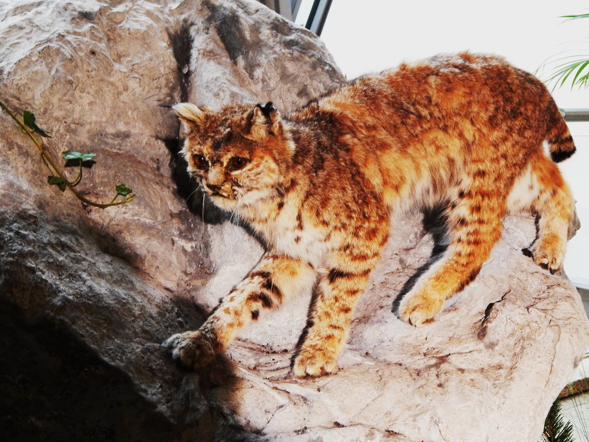 LUCHS(als PRPARAT)-
wurde am30.10.2014 neben vielen anderen Prparaten in einer Ausstellung ber die
Wildtiere des Waldes in SIEGEN(City-Galerie) gezeigt.....
In freier Wildbahn ein Einzelgnger mit Lebenszeit zw. 10-20 Jahren und
immer noch stark gefhrdet....,