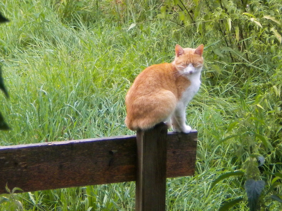 Lustige Katze. Alles eine Frage des Gleichgewichts... - 29.09.2010