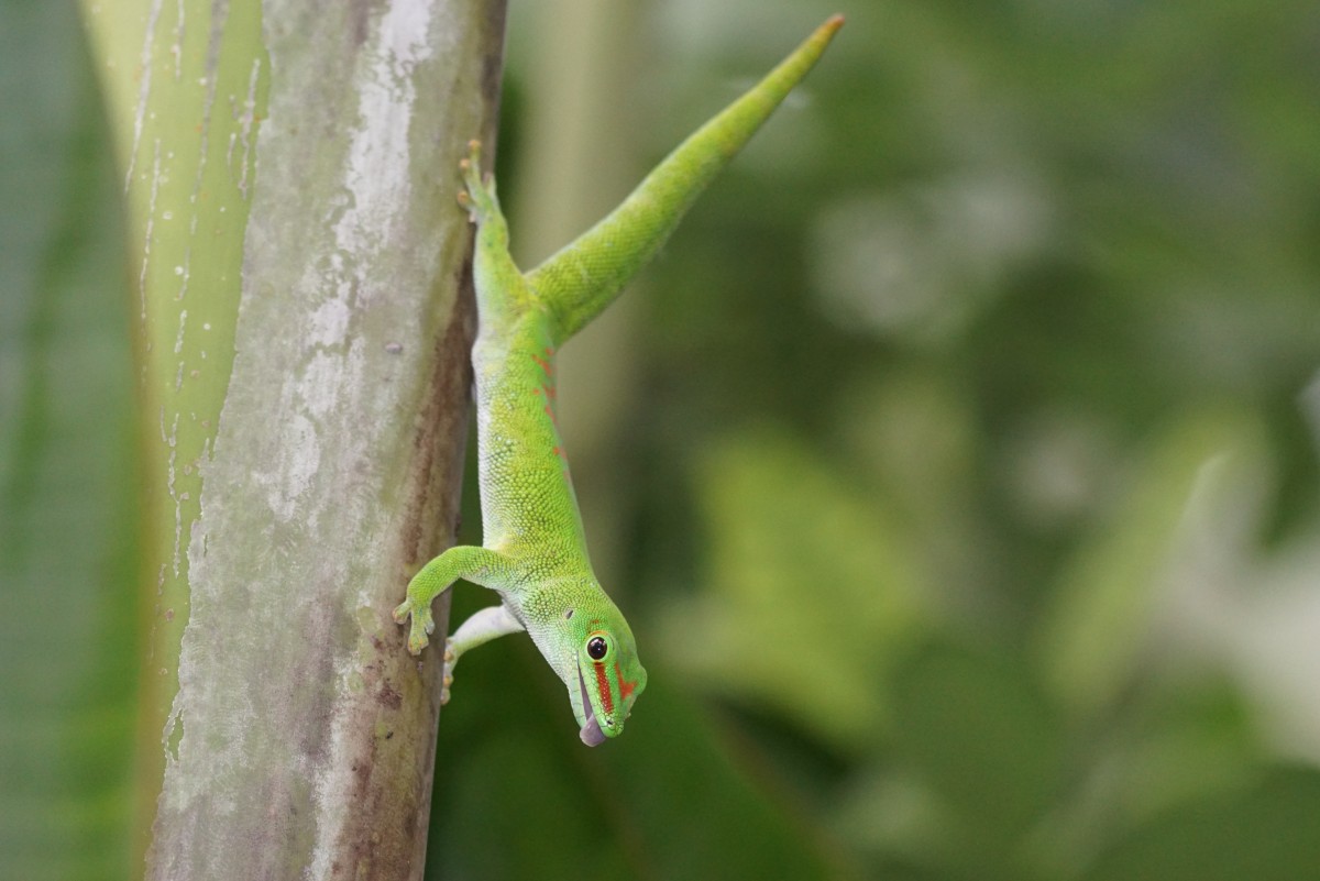 Madagaskar-Gecko (23.10.2015, Masoalahalle, Zrich Zoo)