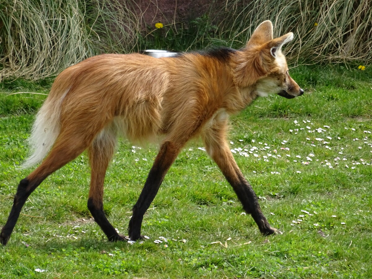 Mhnenwolf (Chrysocyon brachyurus) streift durchs revier im Zoo Leipzig, 14.4.22