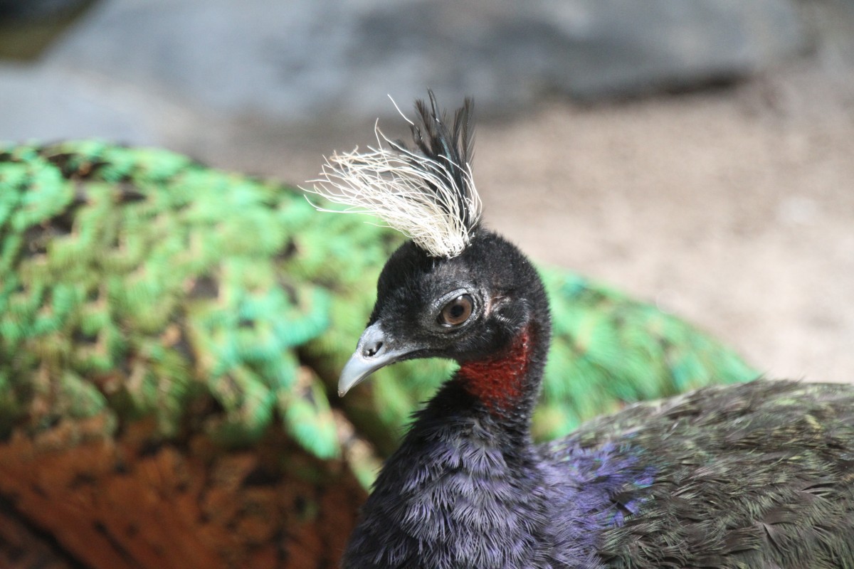 Mnnlicher Kongopfau (Afropavo congensis) am 3.8.2010 im Frankfurter Zoo.