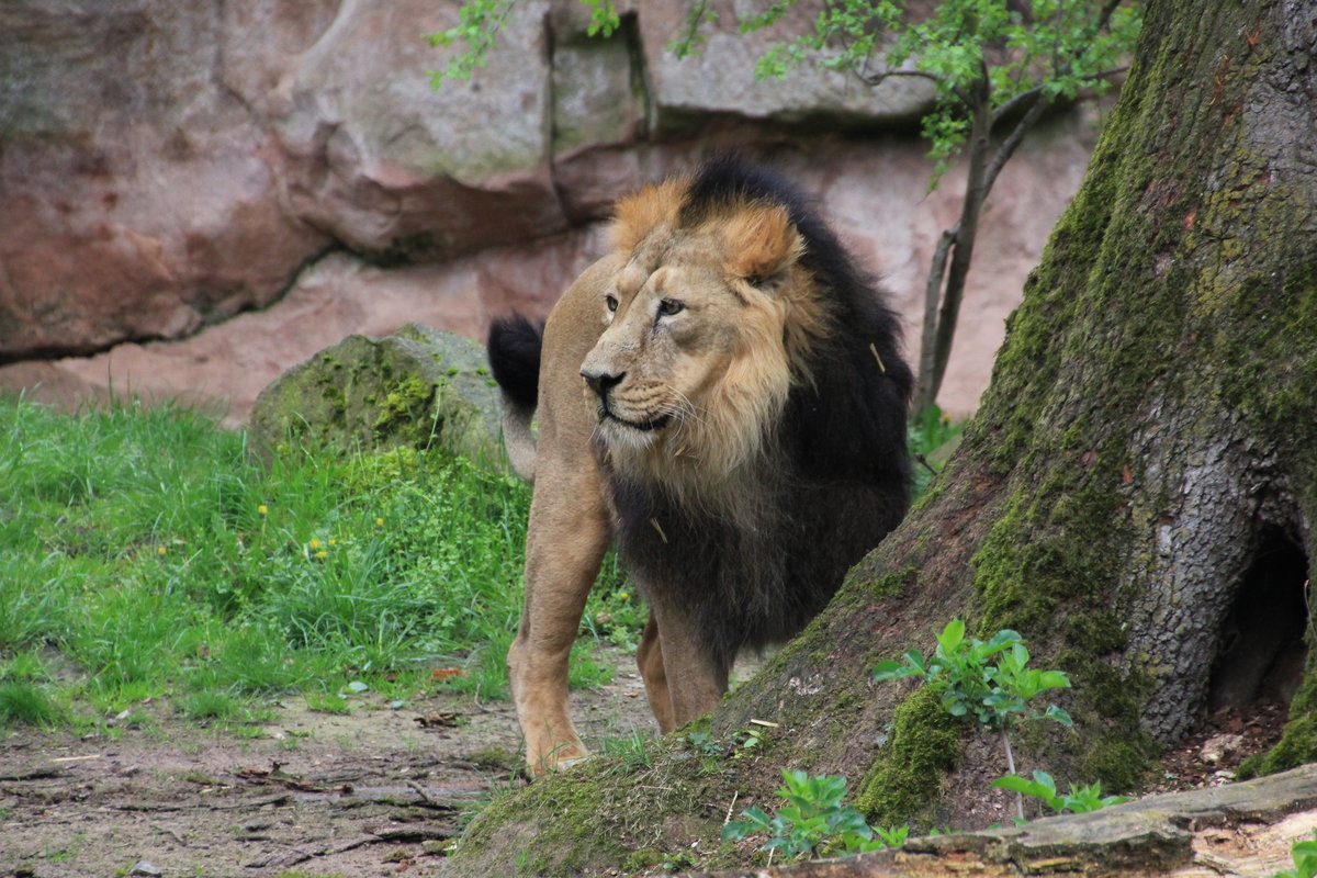 Mnnlicher Lwe am 23.04.2016 im Tiergarten Nrnberg. 