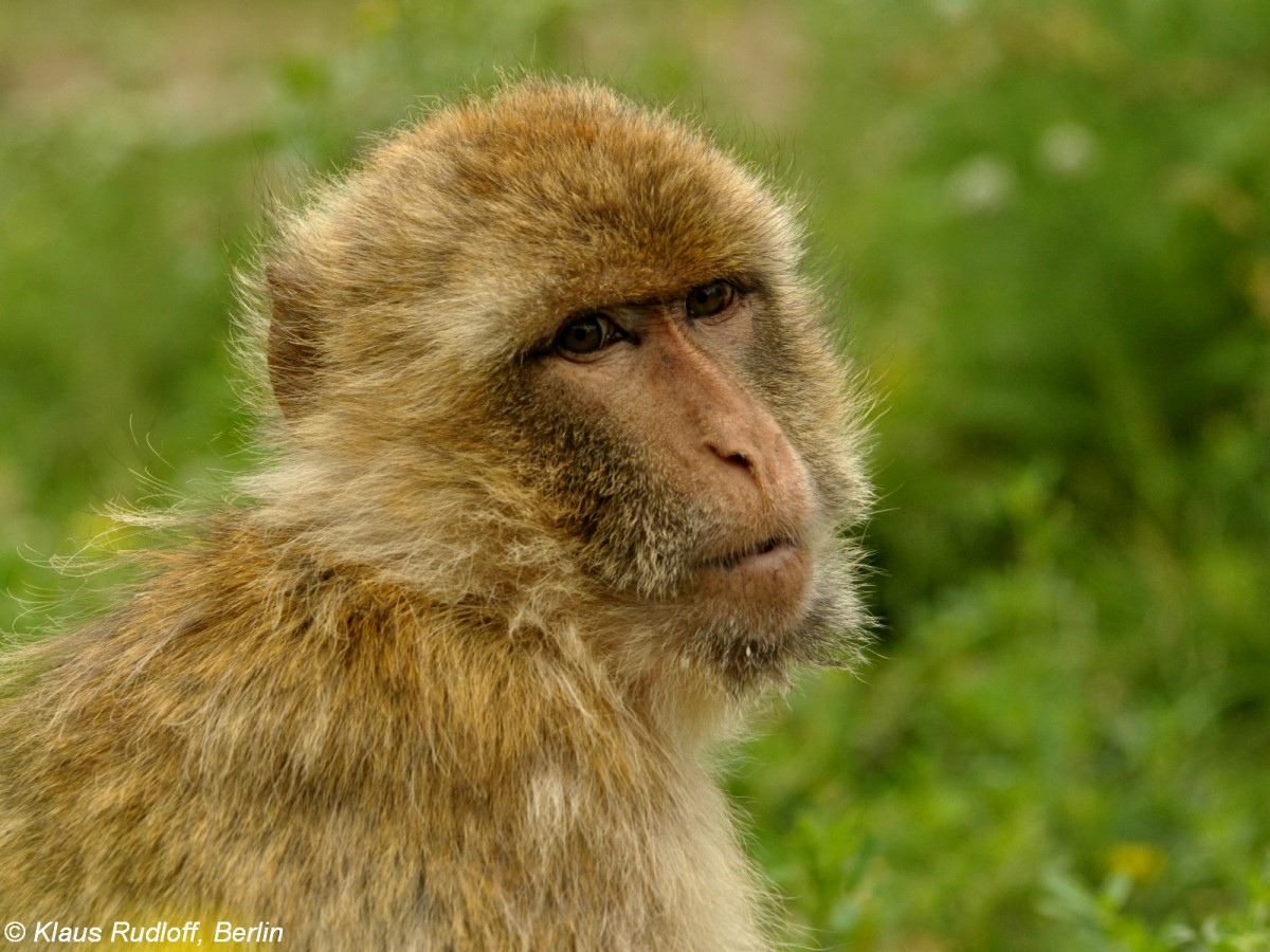 Magot oder Berberaffe (Macaca sylvanus) im Thringer Zoopark Erfurt.