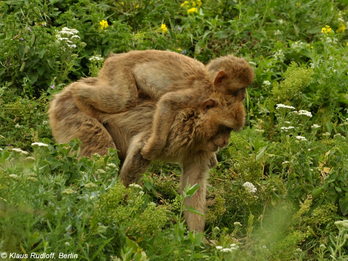 Magot oder Berberaffe (Macaca sylvanus) im Thringer Zoopark Erfurt.