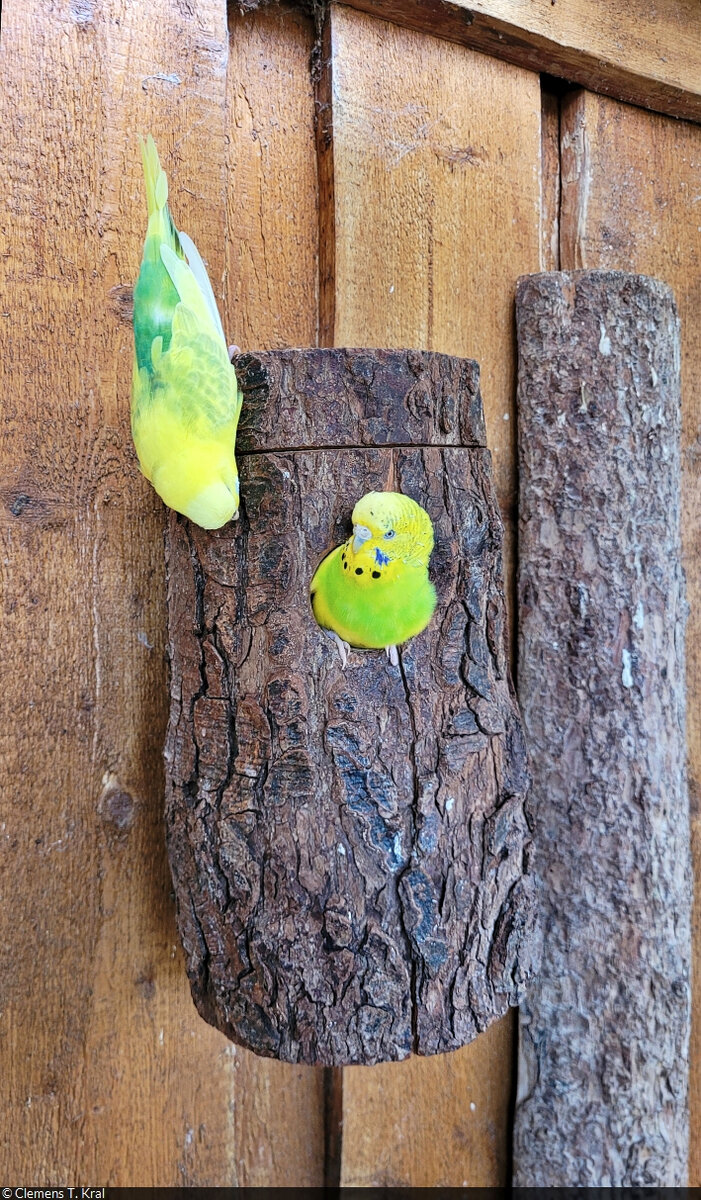 Mal vorbeigeschaut...
Wellensittiche (Melopsittacus undulatus) im Zoo Aschersleben.

🕓 26.10.2022 | 14:47 Uhr