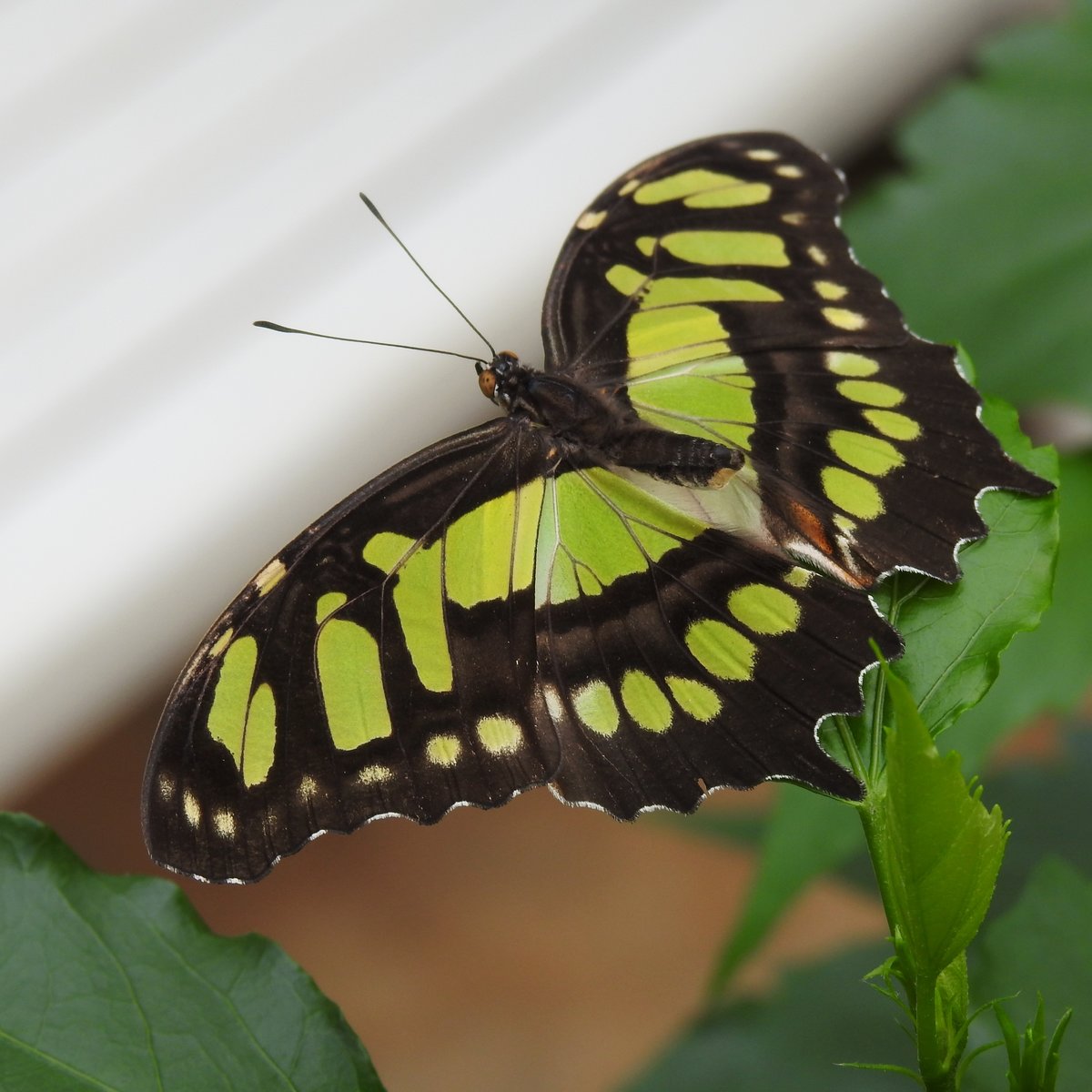 MALACHITFALTER(COSTA-RICA)IM SCHMETTERLINGSGARTEN BENDORF-SAYN
Nein,dieser prchtige Falter wurde nicht in seiner Heimat COSTA-RICA aufgenommen,sondern im
GARTEN DER SCHMETTERLINGE SCHLOSS SAYN im Koblenzer Stadtteil BENDORF-SAYN....
Die Frstin zu Sayn-Wittgenstein-Sayn hat hier ein mrchenhaftes,tropisches Paradies mit einer erstaunlichen Vielfalt an tropischen Faltern aufgebaut,das den Besucher magisch in seinen Bann zieht....
Mit herzlichem Dank fr die freundliche Genehmigung zur Einstellung des Bildes,am 29.3.2018 fotografiert-
aber weitere Besuche hier sind ein MUSS......
