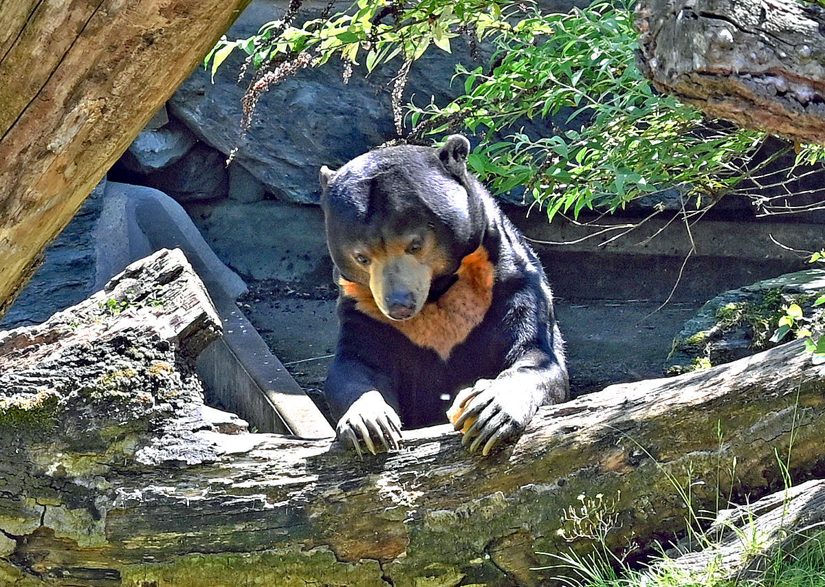 Malaienbr im Klner Zoo - 14.06.2022